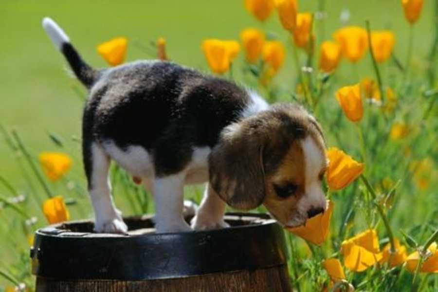 Dog Jigsaw Puzzles - Preview 5