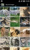 BigCatBG: Big Cat Wallpapers screenshot 24