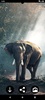 Elephant HD Wallpapers screenshot 3