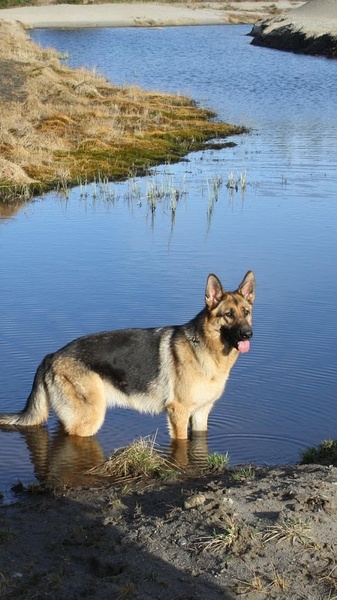 German Shepard Wallpapers - Preview 5