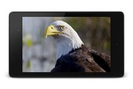 Eagle 3D Video Live Wallpaper screenshot 4