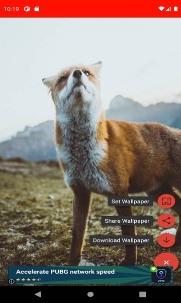 The most beautiful fox pictures around the world of 4K - Preview 4