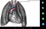 Visual Anatomy Free screenshot 9