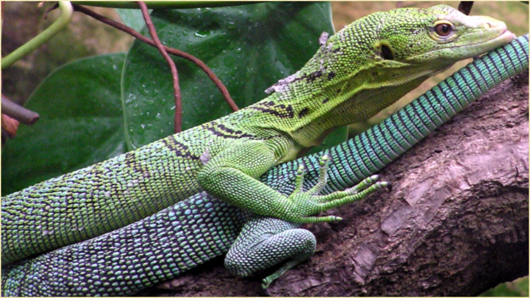 Wild Animals Pictures - Preview 6