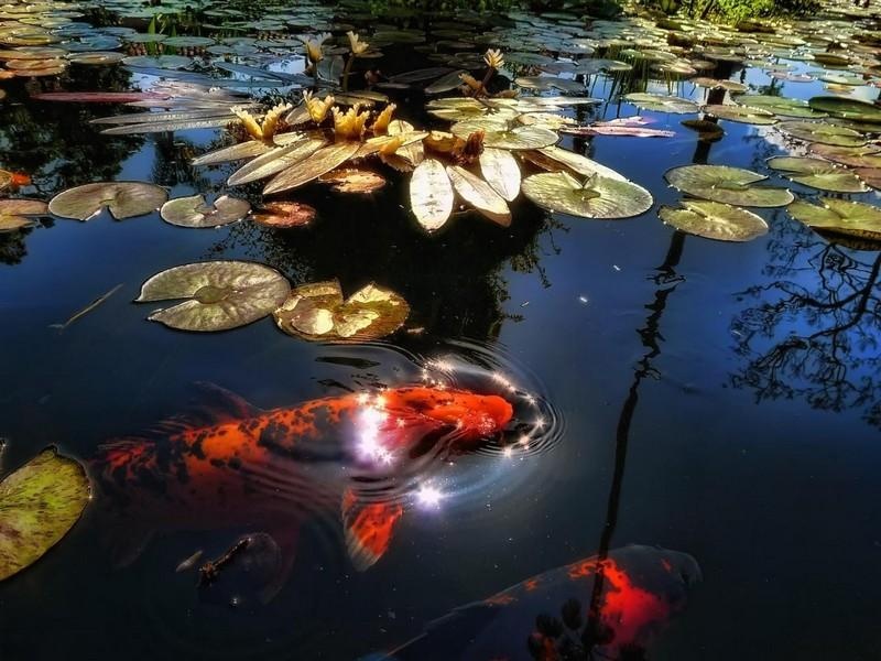 Koi Fish HD Wallpaper - Preview 2