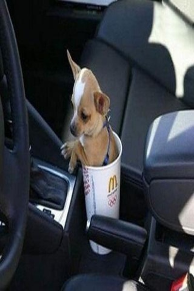 Funny Pics 3 - Preview 3