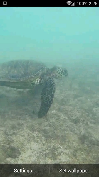 Sea Turtle HD. Wallpaper - Preview 1
