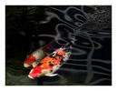 Koi Fish HD Wallpaper screenshot 6