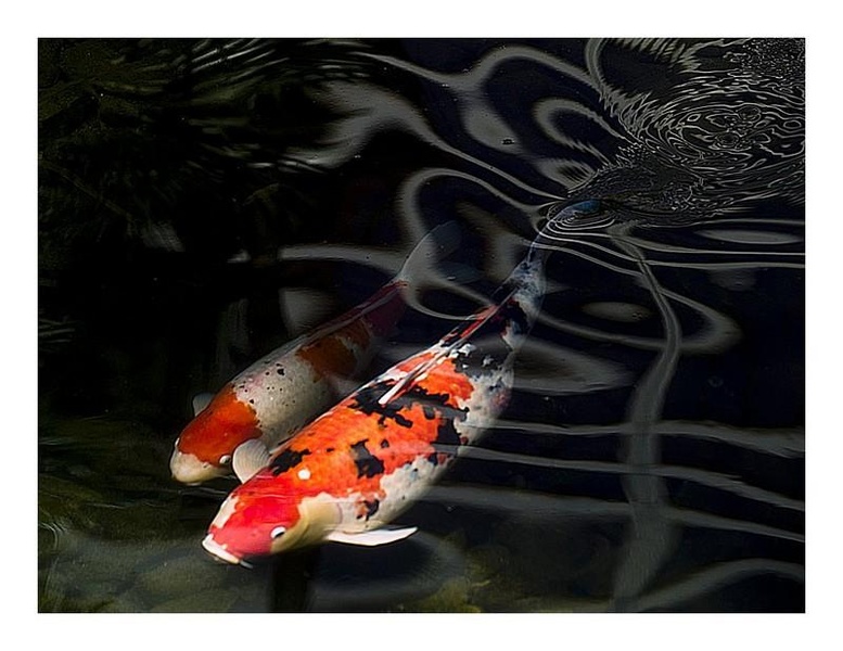 Koi Fish HD Wallpaper - Preview 6