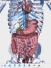 V. Anatomy screenshot 15