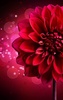 Flowers Live Wallpaper screenshot 3