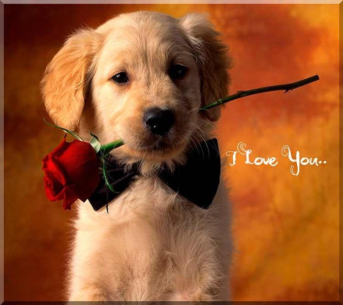 Love Images - Preview 3