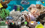 Coral Fisch 3D Live Wallpaper screenshot 2