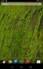 苔 緑色のコケ 壁紙 screenshot 3