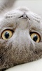 Cat Live Wallpaper screenshot 5