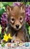 Cute Puppies Wallpapers screenshot 5