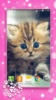 Cute Kittens Live Wallpaper screenshot 2
