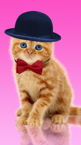 Sweet Cat and Caps - Preview 1