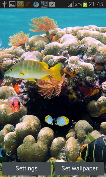 Coral Reef Live Wallpaper - Preview 6