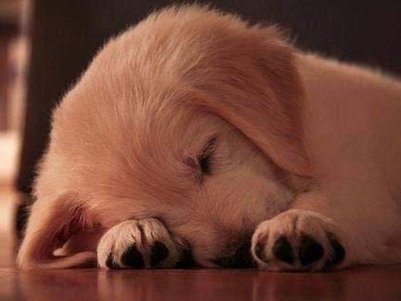 Free Puppy Dog Wallpaper - Preview 4