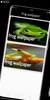 frog wallpaper screenshot 4