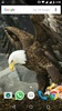 Bald Eagle HD Wallpaper.. screenshot 1