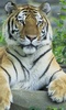 Tiger HD LWP Lite screenshot 4