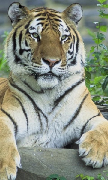 Tiger HD LWP Lite - Preview 4