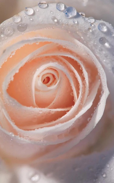 Macro Rose Live Wallpaper - Preview 1