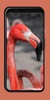 Flamingo Wallpaper screenshot 1