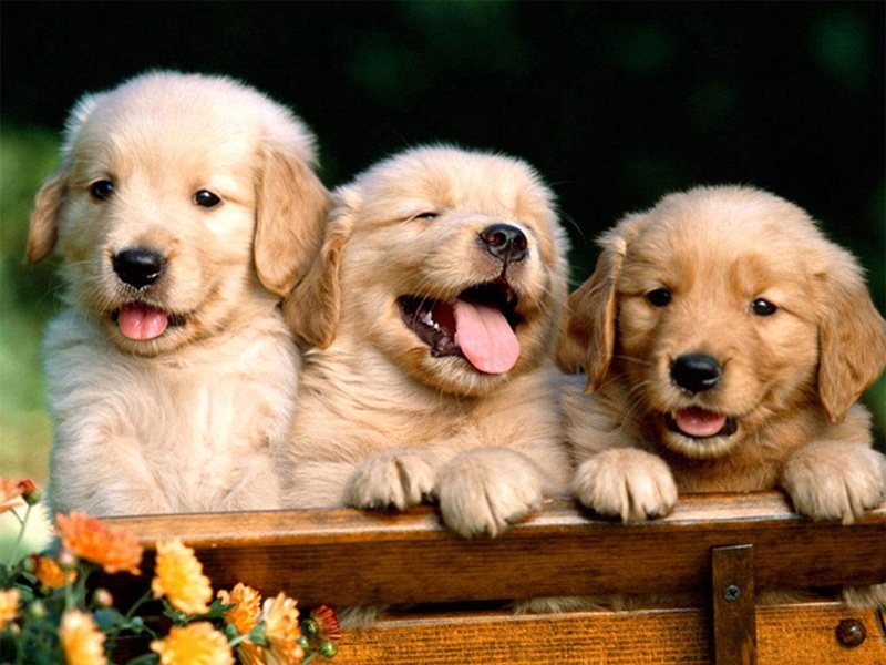 Free Puppy Dog Wallpaper - Preview 2