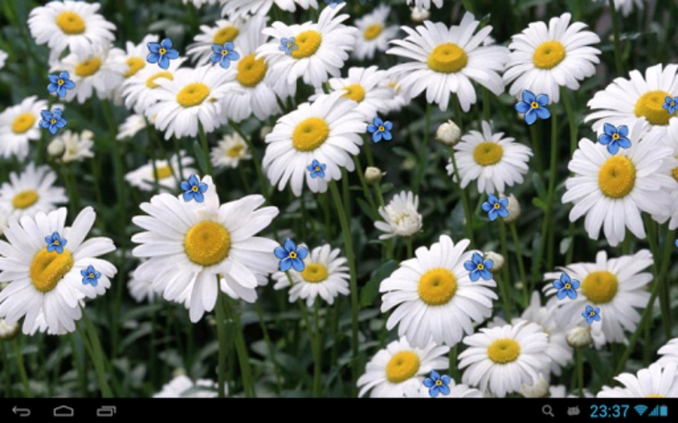 Camomiles wallpaper HD - Preview 1