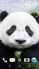 Panda LWP + Games Puzzle screenshot 3