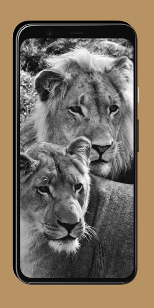 Lion Wallpaper - Preview 3