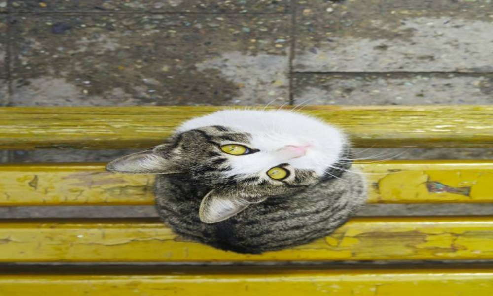 Pictures of cats more than 100 pictures 4k - Preview 1