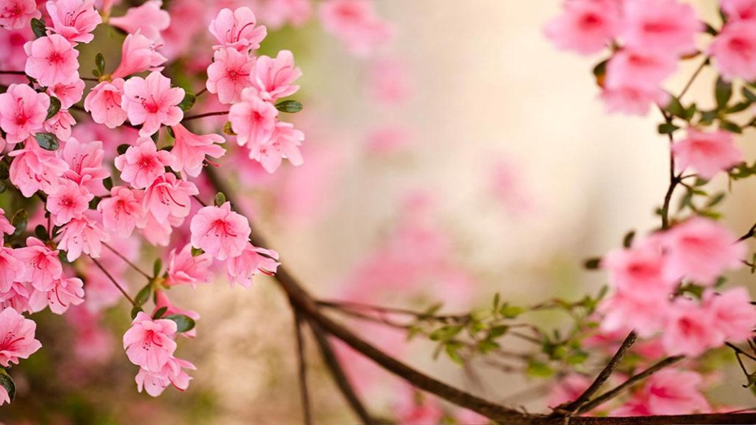 Spring Flowers Live Wallpaper - Preview 1