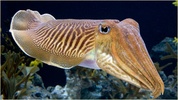 Aquarium and Fishes screenshot 5