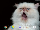 Cat Shake HD Live Wallpaper screenshot 1