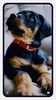 Rottweiler Dog Wallpapers screenshot 4