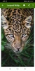 Leopard Wallpapers screenshot 8