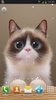 Shui The Kitten Lite screenshot 3