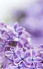 Lilac Flowers Live Wallpaper screenshot 4