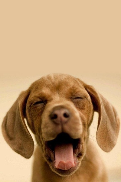 Dog Wallpaper - Preview 1