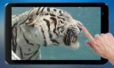 Diving Tiger Live Wallpaper screenshot 2