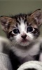 Cat Live Wallpaper screenshot 6