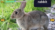 Learn Animal Names in English screenshot 3