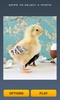 Cute Chicks Puzzle screenshot 5