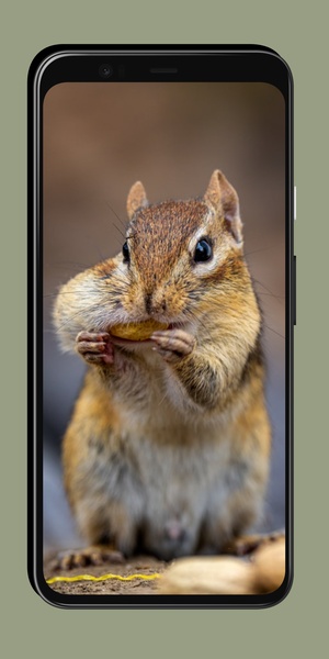 Chipmunk Wallpaper - Preview 4