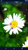 3D Daisy Spring Live Wallpaper screenshot 1