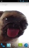 Dog Licking Live Wallpaper Free screenshot 2